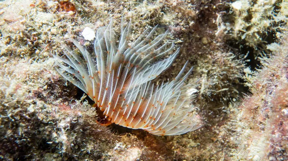 Alanya: 2 Guided Scuba Dives with Lunch and Hotel Transfers