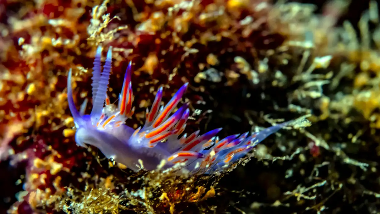 Alanya: 2 Guided Scuba Dives with Lunch and Hotel Transfers 2