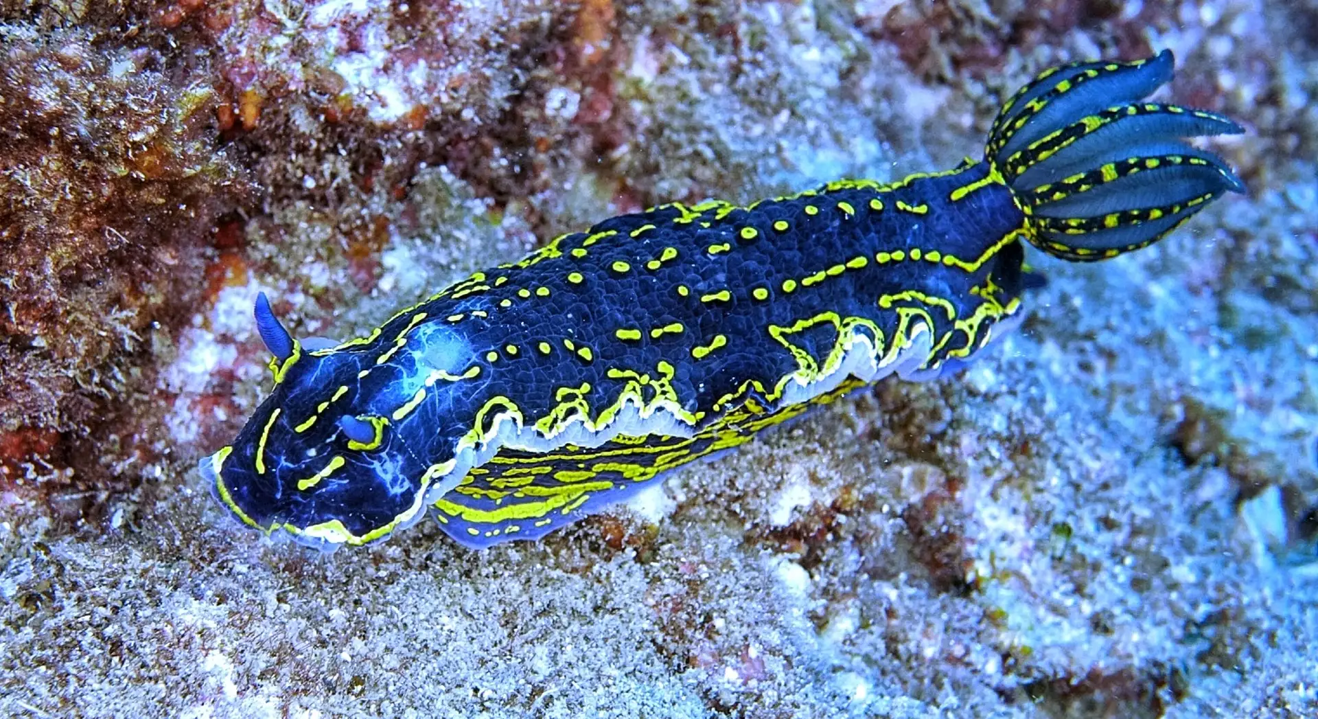 Alanya: 2 Guided Scuba Dives with Lunch and Hotel Transfers 1